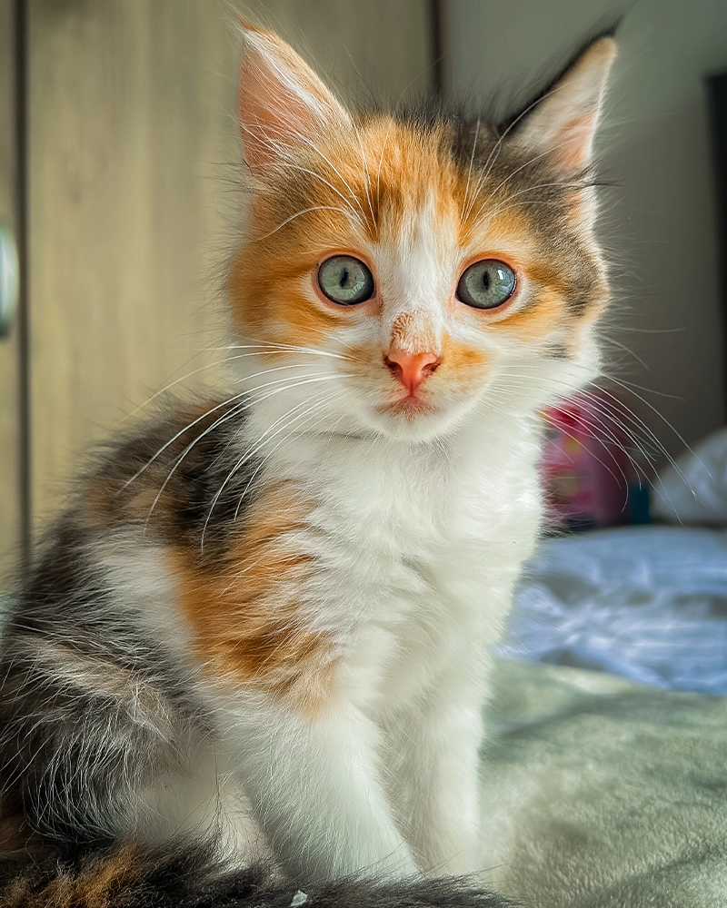 Molly